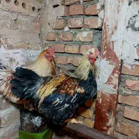 مرغ وخروس|حیوانات مزرعه|فردوس (خراسان), |دیوار