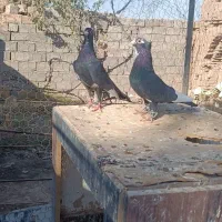 جفت سیا پلنگ عتیقه|پرنده|رفسنجان, |دیوار