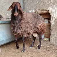 گوسفند قربانی