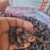 کشمش کاشمر درجه ۱ تازه امسالی عمده عمده|عمده‌فروشی|اردبیل, |دیوار