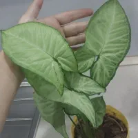 گل سینگونیوم خرگوشی پرپشت