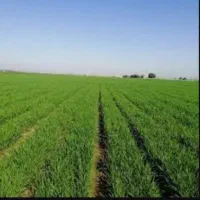 زمین-کشاورزی-مرغوب