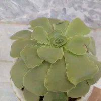 تعدادی گل و گلدان برای حیاط و آپارتمان