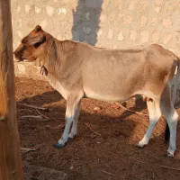 گاو طلایی جوان