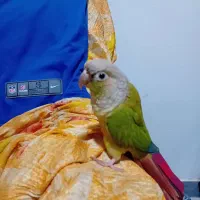 گرینویچک فول دستی