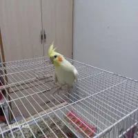 فروش ویژه عروس‌هلندی