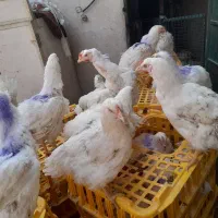 مرغ گوشتی سبز مرغ نرک مرغ مادر تخمگذار ارگانیک