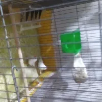 مرغ و خروس|حیوانات مزرعه|گناباد, |دیوار