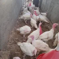 جوجه بوقلمو بیوتی 4کیلویی|حیوانات مزرعه|زرین دشت (فارس), |دیوار