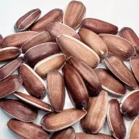 خ تخمه قرمز و سفید برای طوطی