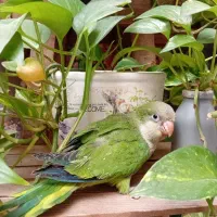 جوجه راهب سبز سرلاکی دستی پرپوش و نرمه خور|پرنده|مشهد, وکیل‌آباد|دیوار