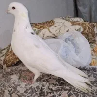 کبوتر سفید پرشی...