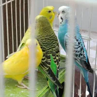 مرغ عشق