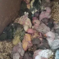 کوتوله سرلاکی