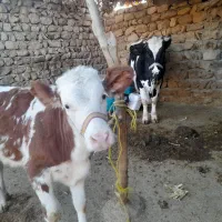 فروش گاو و گوساله|حیوانات مزرعه|کوهدشت, |دیوار