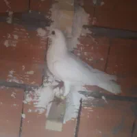 سفیدنرپرشی