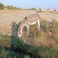 الاغ سفید، خر|حیوانات مزرعه|رودبار (کرمان), |دیوار