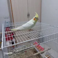 فروش ویژه عروسهلندی|پرنده|مشهد, چهارچشمه|دیوار