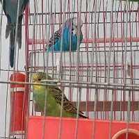 فروش مرغ عشق