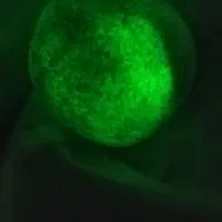 گوهرشب چراغ