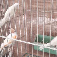 قناری|پرنده|شاهینشهر, پاسداران|دیوار