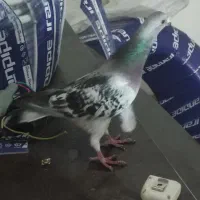 کفتر صید شامی پولک قولدر
