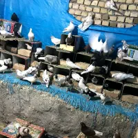 کفتر|پرنده|کاشان, ۲۲ بهمن|دیوار