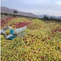 سیب پادرختی با سرویس رایگان از سرباغ