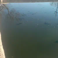 استخر ماهی اجاره داده میشود