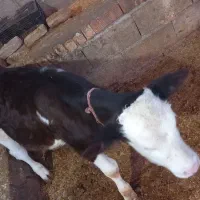 ۶۰میلیون|حیوانات مزرعه|گرگان, |دیوار