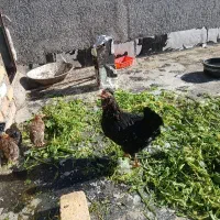 فروش مرغ خروس و بوقلمون