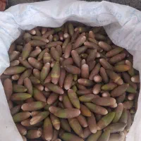 بریو|حیوانات مزرعه|گچی, |دیوار