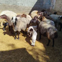 میش داشتی گوسفند