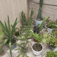 کاکتوس ،سیکاس، یوکا، یشم و گل‌های زیبای ورق بزنید|گل و گیاه طبیعی|رشت, بالاکویه|دیوار
