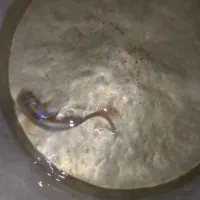 ماهی کوی|ماهی|سبزوار, هویزه|دیوار