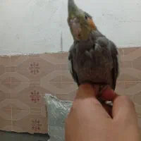 عروس هلندی