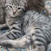 واگذاری بچه گربه دو ماهه|گربه|تهران, تهرانپارس غربی|دیوار