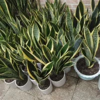 95 و95 و95 گلخونه گل|گل و گیاه طبیعی|سبزوار, امیریه|دیوار