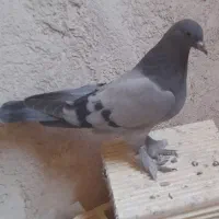 کبوتر مفلق اصفهانی