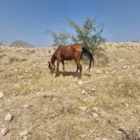 اسب جوان