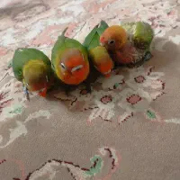 جوجه برزیلی ۱ماهه