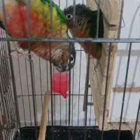 طوطی گیرینچیک جفت نر و ماده