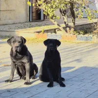 توله ماده ۶ ماهه کن کورسو|سگ|رامجین, |دیوار