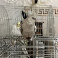 عروس هلندی جفت مولد|پرنده|باقرشهر, |دیوار