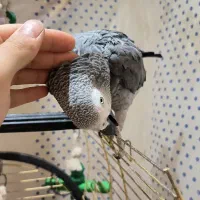 کاسکو سخنگو و رقاص ( معاوضه با جوجه کاسکو)