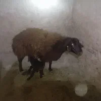 میش همو|حیوانات مزرعه|سرولایت, |دیوار