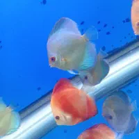 دیسکس با کیفیت عالی