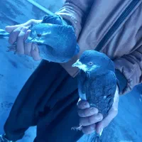 کبوتر|پرنده|جوانرود, |دیوار