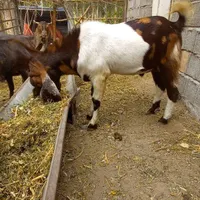 بز نر اصل پاکستان
