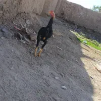 لاری